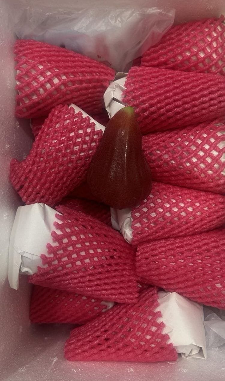 Rose Apple