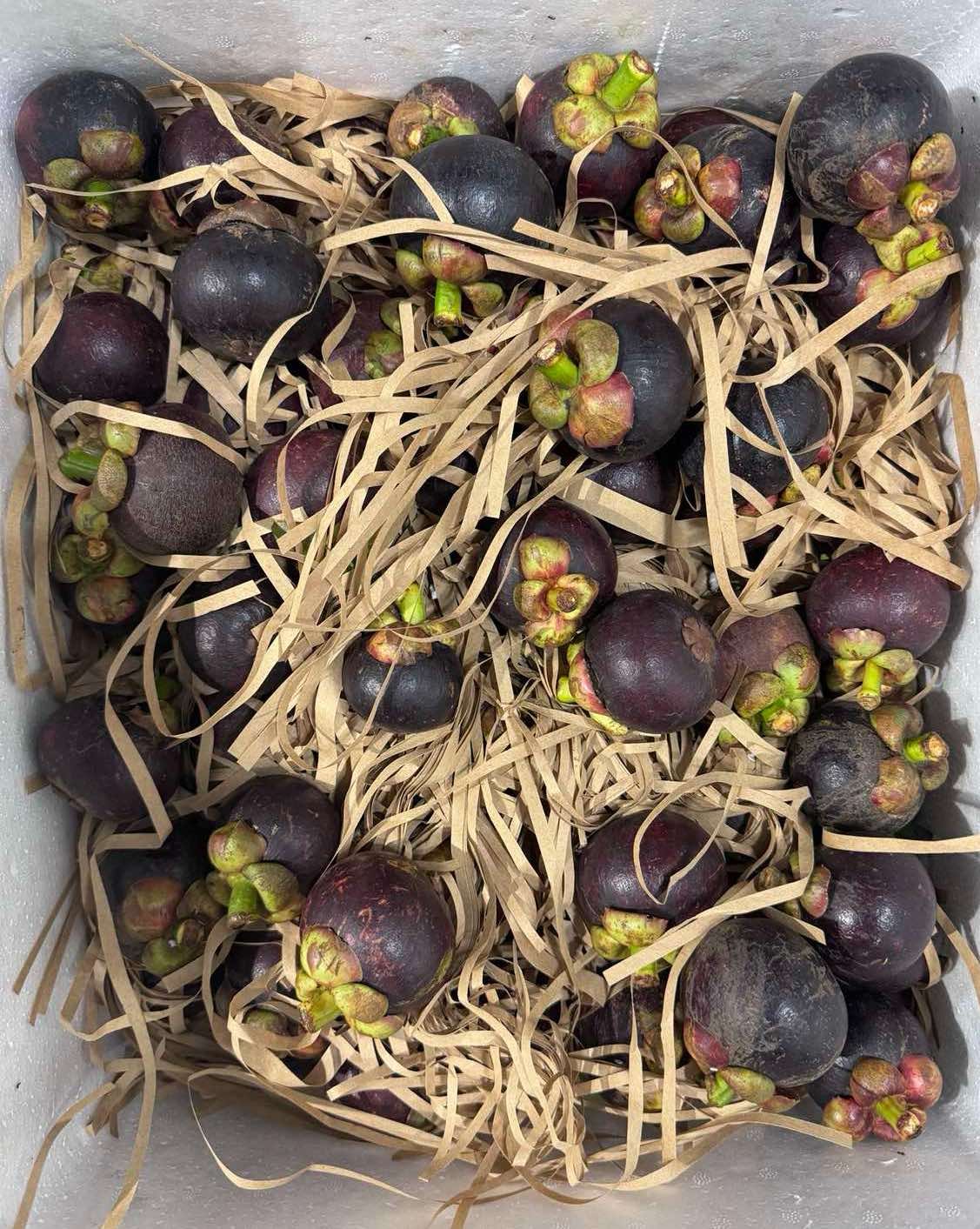 Mangosteen