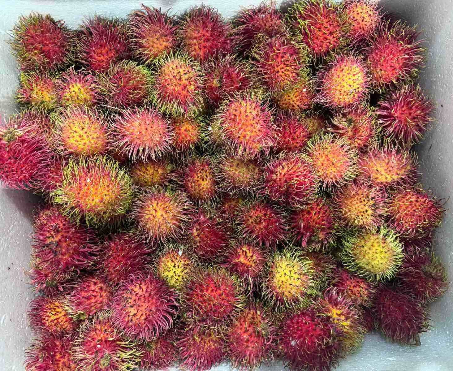 Rambutan