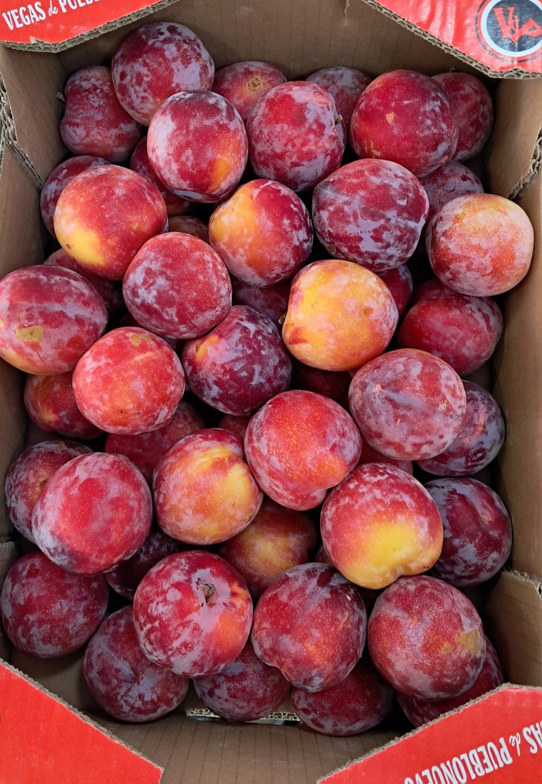 Red Plums