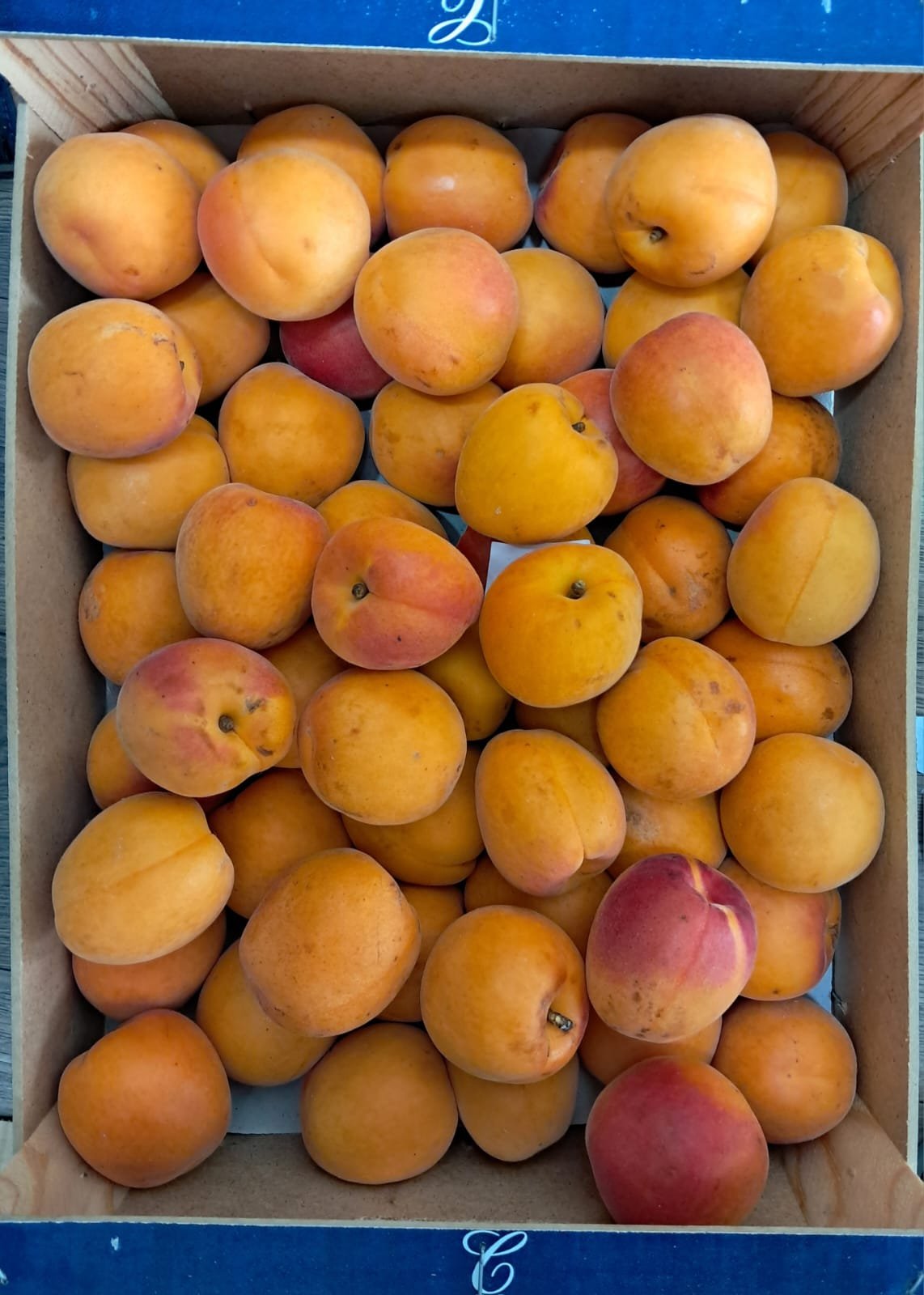 Apricots