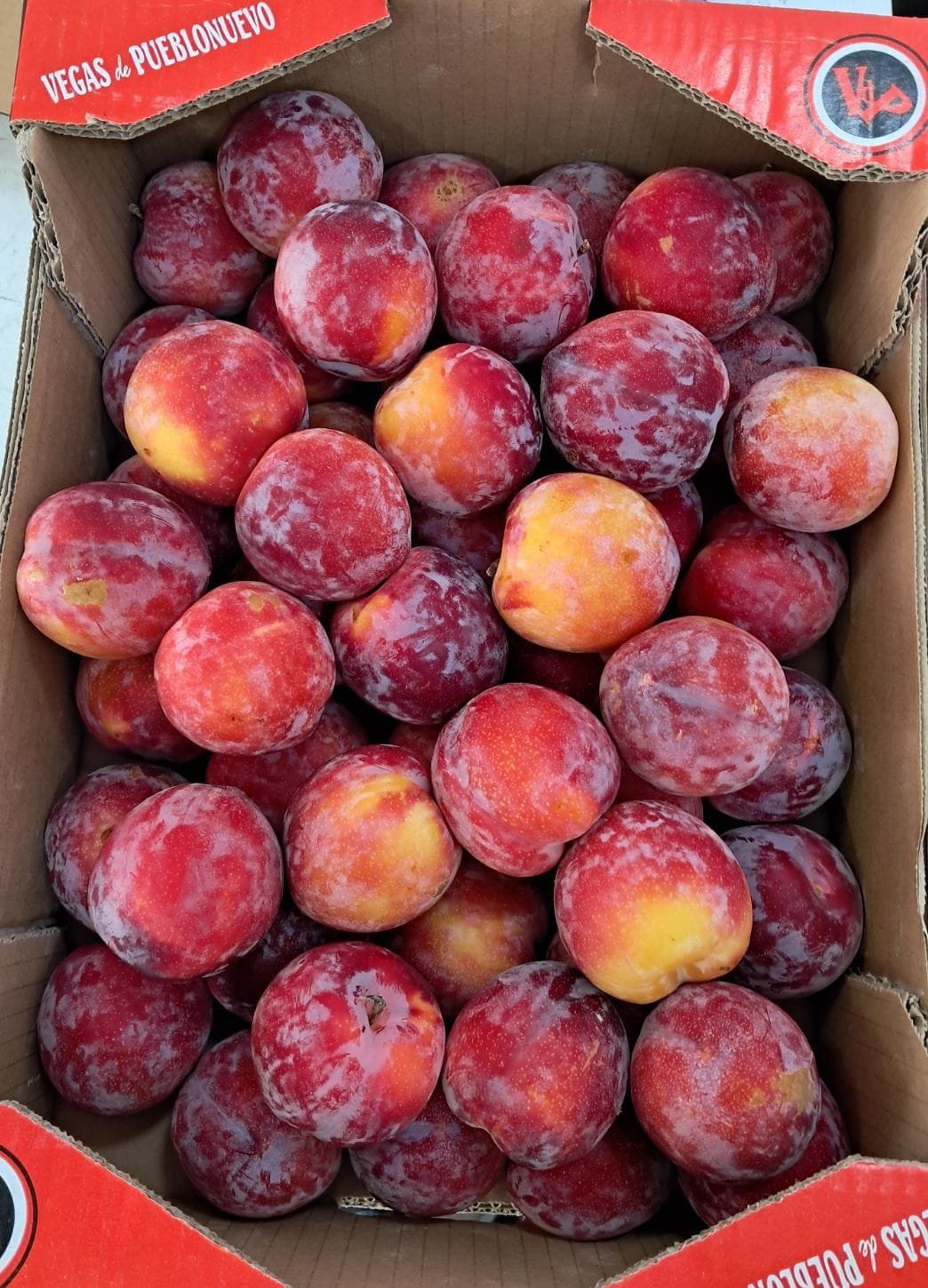 Fresh Plums